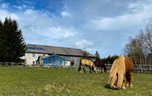 Sandl House | Bio-Bauernhof, Pferdehof Gräser