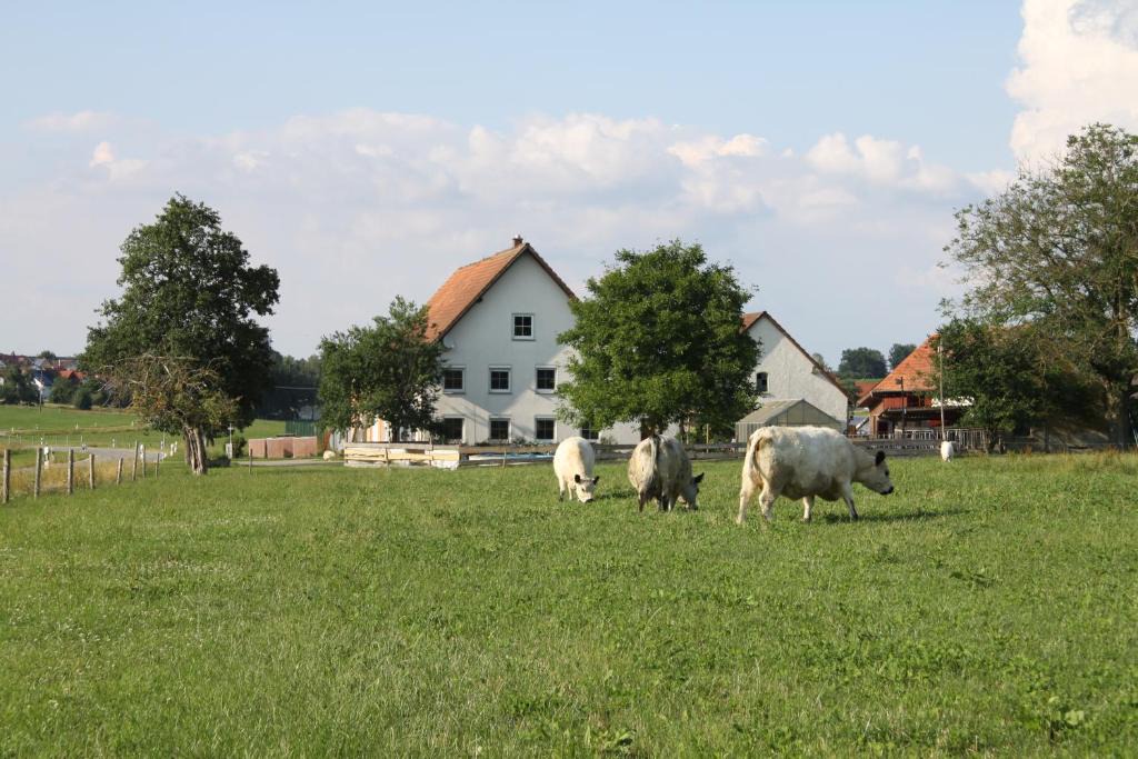 Ochsenhausen Apartment | Traubshof