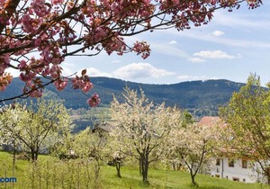 Ferienhaus Weps