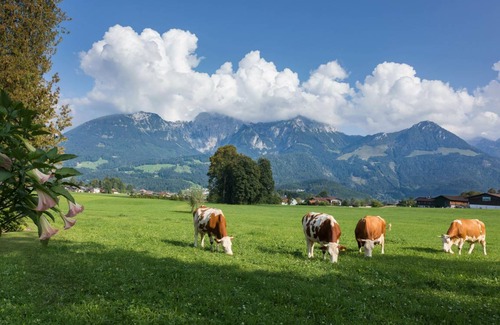 Oberschonau Apartment | 60 m² Apartment ∙ 1 bedroom ∙ 2 guests