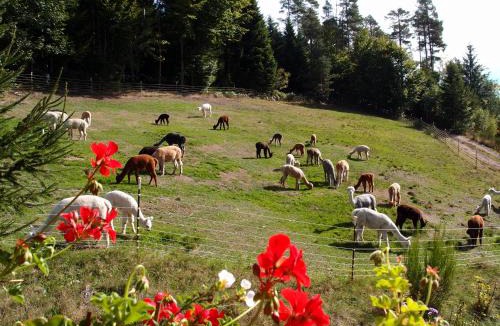 Lauterbach Apartment | Alpaca-Village