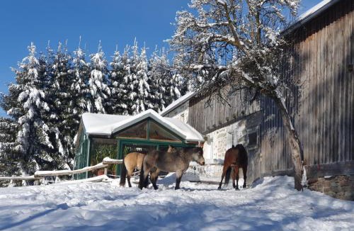 Sandl House | Bio-Bauernhof, Pferdehof Gräser