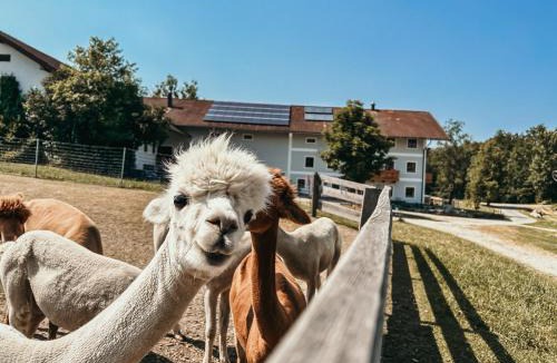 Amerang Apartment | Ferienhof Petermühle Urlaub mit Alpakas