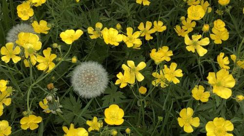 Wangen im Allgaeu Apartment | Ferienwohnung Pusteblume