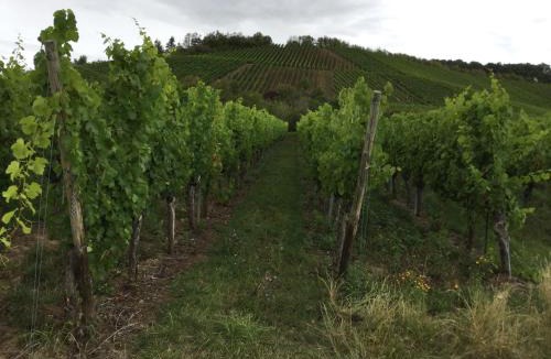 Ipsheim Apartment | Ferienwohnung Silvaner in fränkischer Weinregion