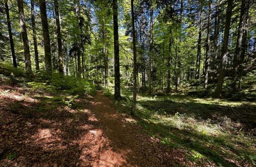 Friedenweiler Apartment | HAUS AM SEE - Natur Pur