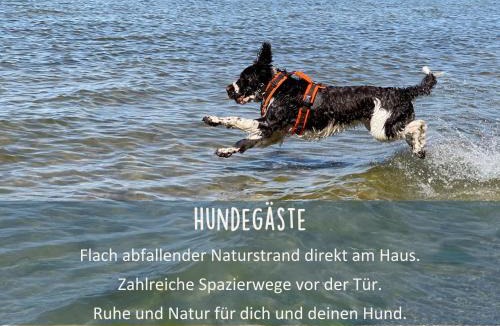 Alt Reddevitz Apartment | Holla die Boddenfee im Höfthus Meerblick Naturstrand Hunde willkommen