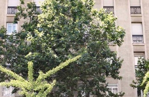 Castellana Apartment | Piso en Príncipe de Vergara, 95 con Patio de uso Propio