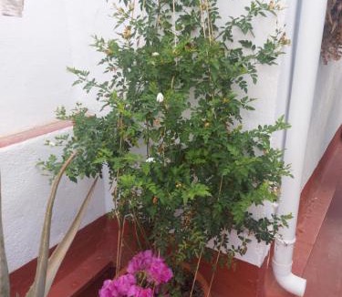 Elche House | Salvador House I