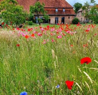 Mellenthin Apartment | Scheunenloft Usedom-4, großzügige Familienoase, Hunde-freundlich mit riesigem Garten