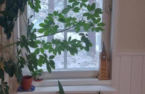 Sinetta Cottage | Traditional Lapland Cottage with fireplace & glass room for aurora hunting