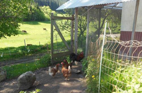 Sankt Georgen im Schwarzwald House | Zuckerbauernhof Unterkunft mit Hund