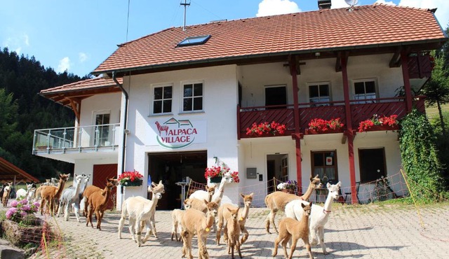 Alpaca-Village