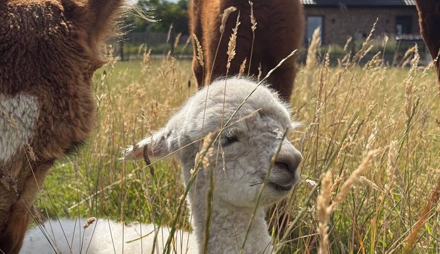 Alpakablick vacation apartment - including free alpaca meet & greet