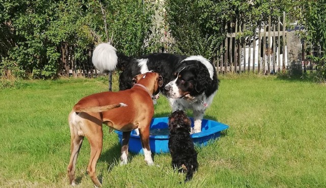 Ferienhof Höhensonne - Vacation with dog - Holiday apartment 1, 3 bedrooms