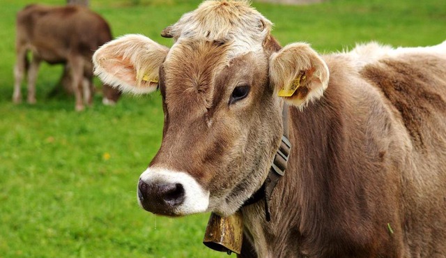 Grünes Allgäu