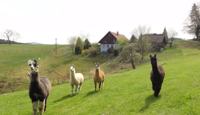 Llama and Maine Coon farm in sunny and secluded location in Biederbach 3 rooms