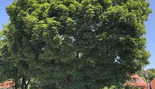 Pia's Nature Retreat