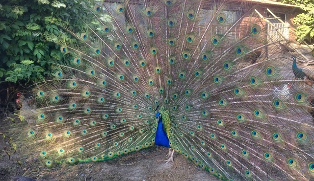 Pure relaxation at the enchanted peacock farm