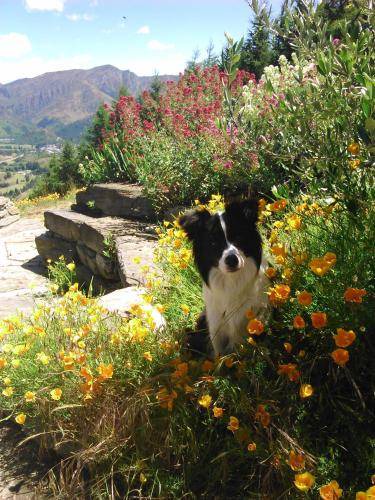 Photo of Others in Arrowtown