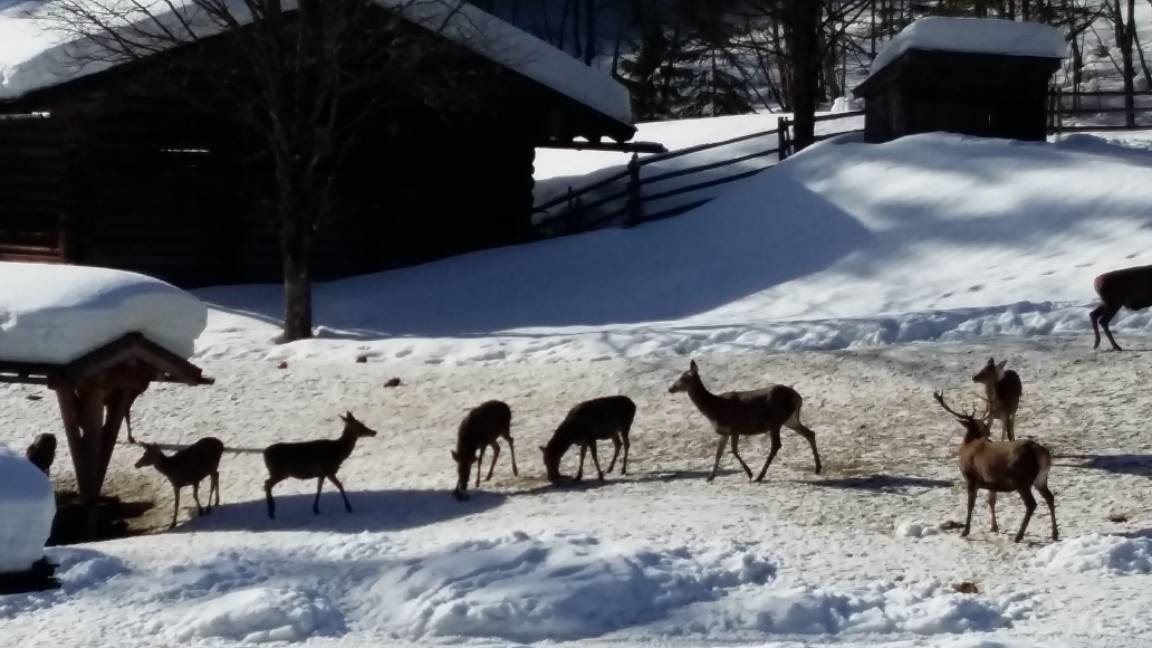 Photo of Others in Weissbach an der Alpenstrasse