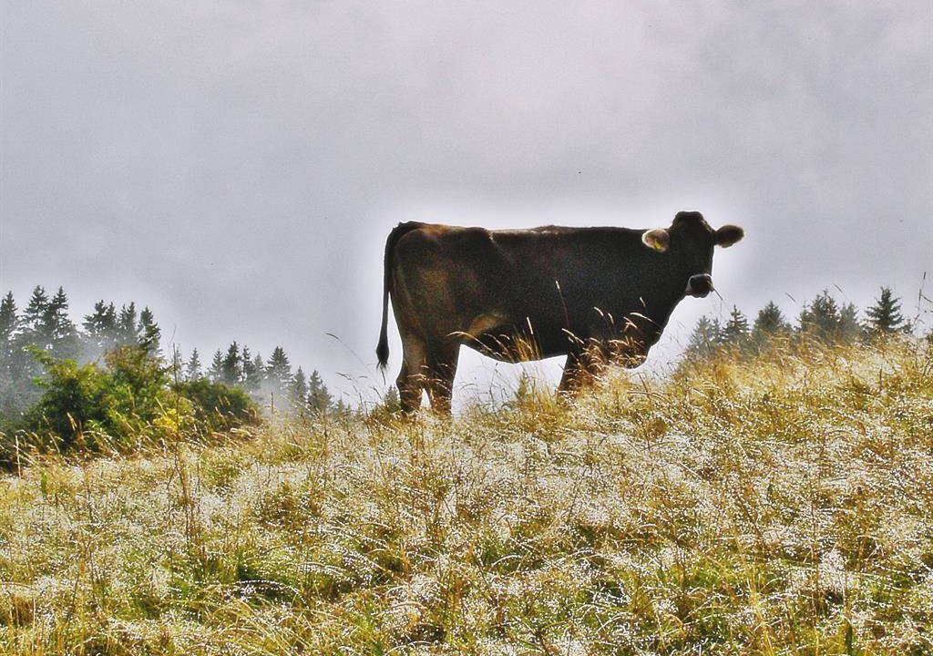 Photo of Others in Mittelberg