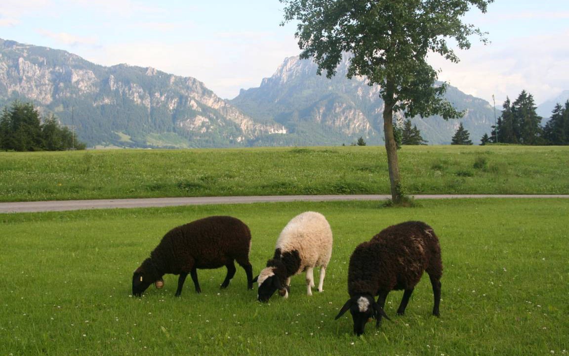 Photo of Others in Rieden am Forggensee
