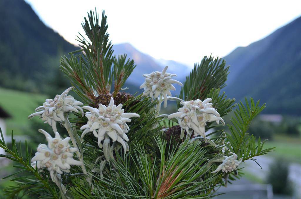 Photo of Outdoor in Volderau