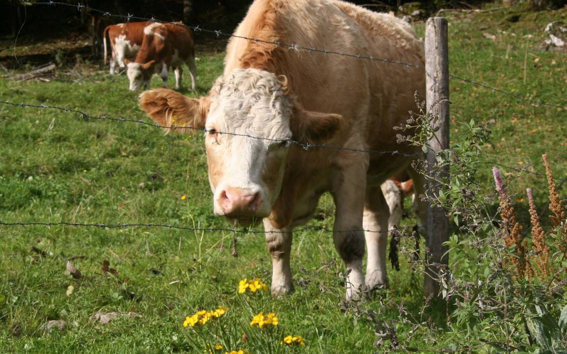 Photo of Others in Aschau im Chiemgau