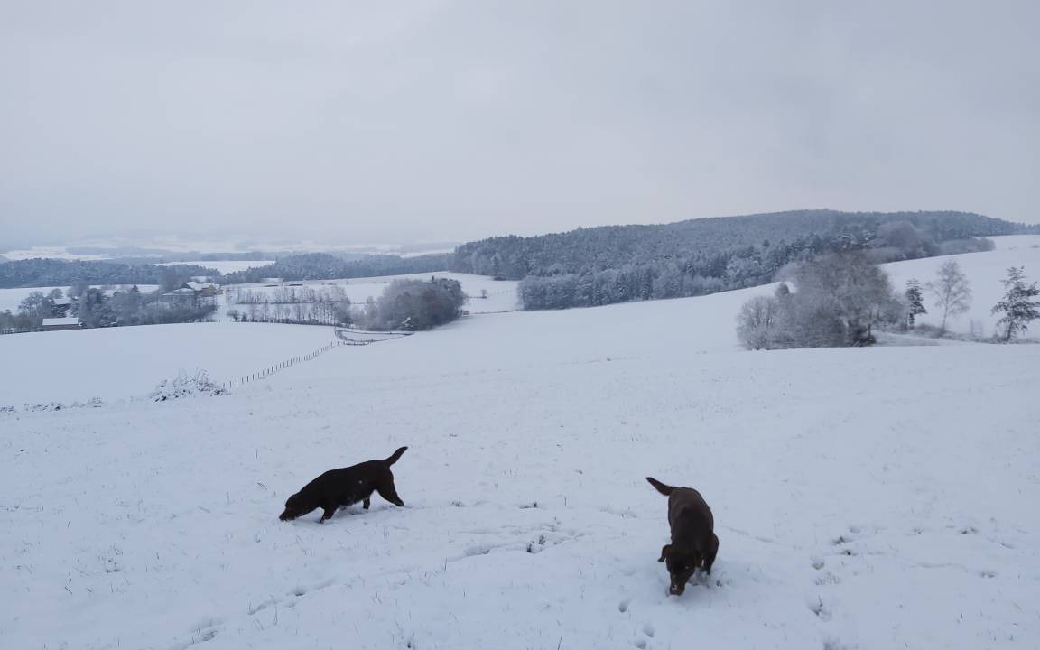 Photo of Others in Neunburg vorm Wald