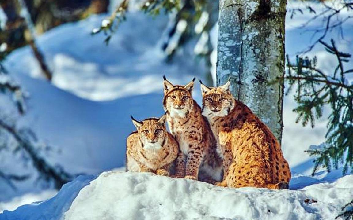 Photo of Others in Hohenau