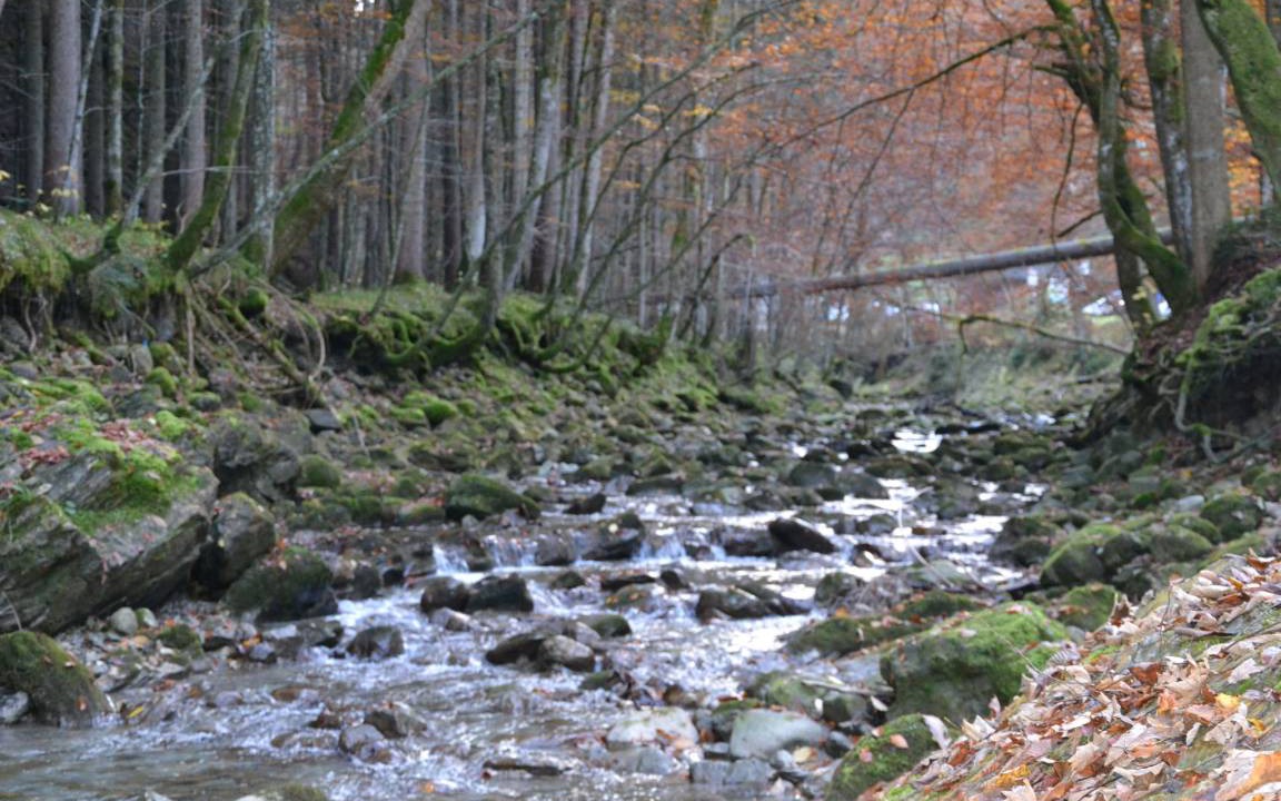 Photo of Others in Bad Wiessee