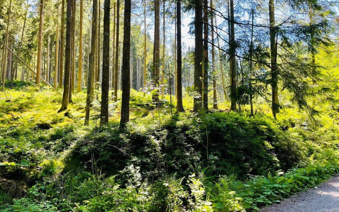 Photo of Others in Waldkirchen