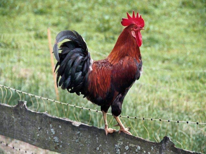 Photo of Others in Engedey