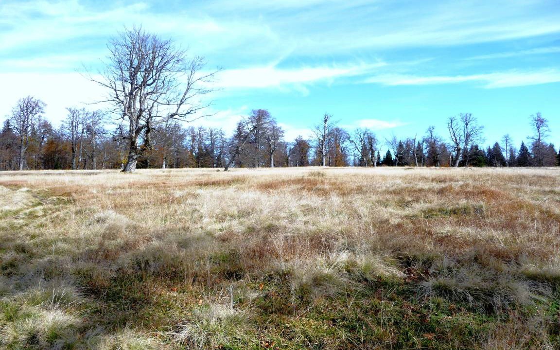 Photo of Others in Kirchdorf im Wald