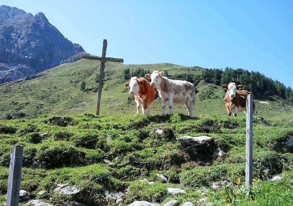 Photo of Others in Elbigenalp