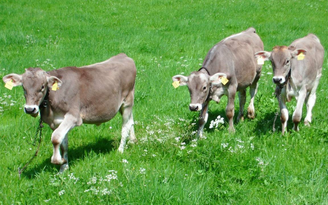 Photo of Others in Nesselwang