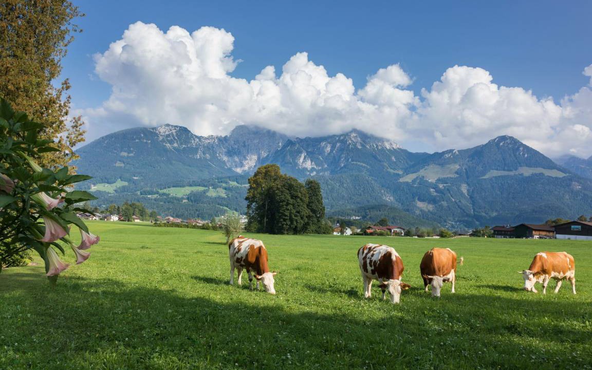 Photo of Others in Oberschonau
