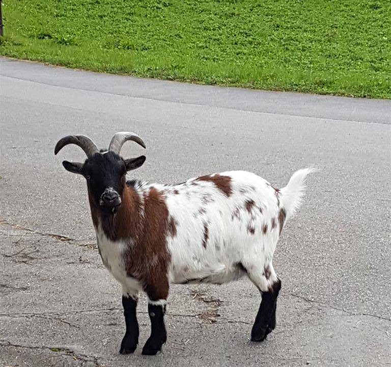 Photo of Others in Osterreinen