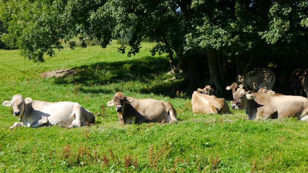 Photo of Others in Dorf