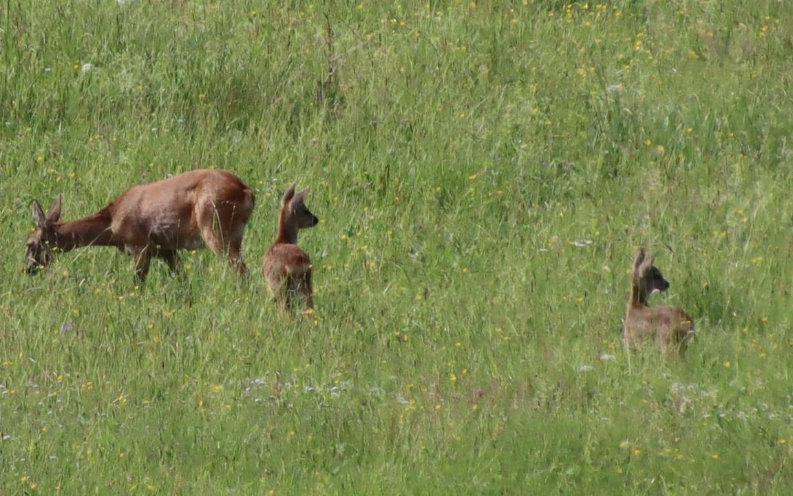 Photo of Others in Bobrach