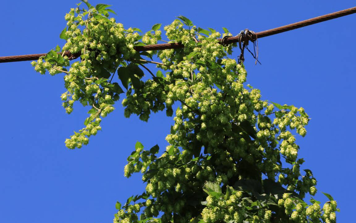 Photo of Outdoor in Osterwaal