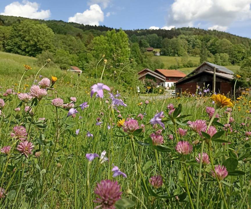 Photo of Others in Schwarzach