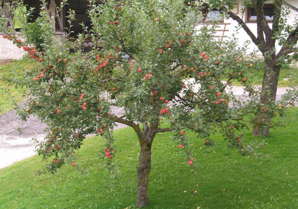 Photo of Outdoor in Gries im Sellrain