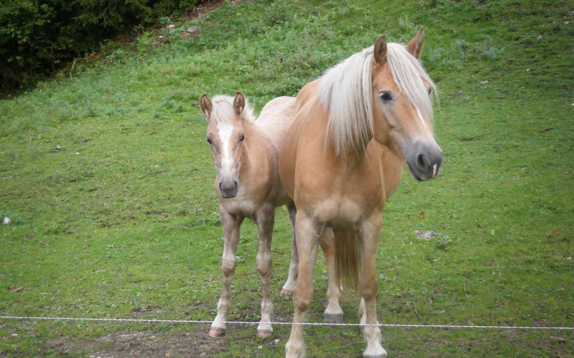 Photo of Others in Aschau im Chiemgau
