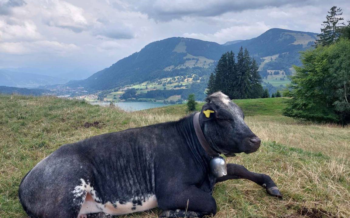 Photo of Others in Immenstadt im Allgaeu