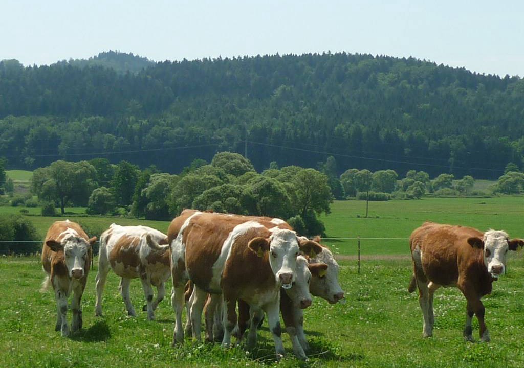 Photo of Others in Waldmuenchen