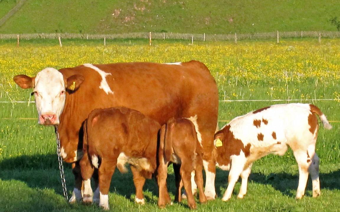 Photo of Others in Bichl