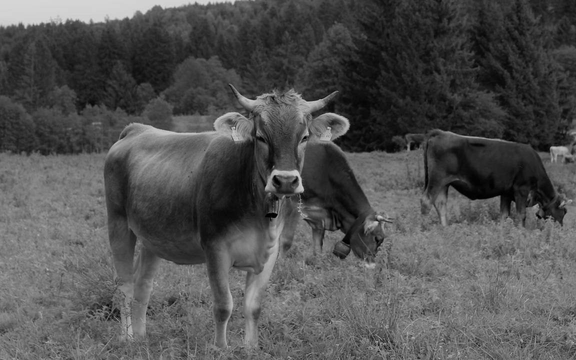 Photo of Others in Halblech