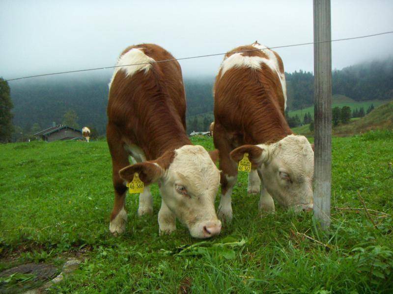Photo of Others in Weissbach an der Alpenstrasse
